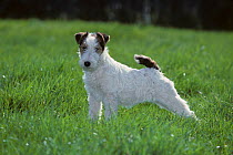 Domestic dog, Wire Fox Terrier, portrait