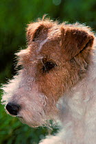 Domestic dog, Wire Fox Terrier, head portrait