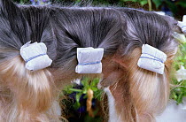 Domestic dog, Yorkshire Terrier, grooming, hair tied up in bundles
