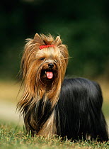 Domestic dog, Yorkshire Terrier, with bow in hair
