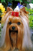 Domestic dog, Yorkshire Terrier, portrait with bow in hair