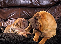 Domestic dog, Shar Pei / Chinese Fighting Dog, female with puppy lying on sofa