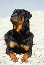 Domestic dog, Rottweiler, on pepple beach