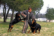 Domestic dog, Rottweiler, man training two dogs to attack