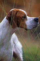Domestic dog, English Pointer, tan and white, portrait