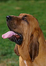Domestic dog, Bloodhound, St. Hubert Hound, portrait