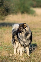 Domestic dog, Sarplaninac / Yugoslav shepherd dog / Illurian sheepdog, outdoors