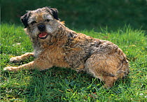 Domestic dog, Border Terrier, lying down on grass