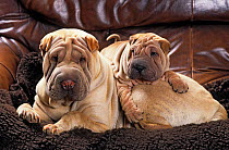 Domestic dog, Shar Pei / Chinese Fighting Dog, female and puppy on sofa