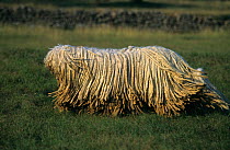 Domestic dog, Hungarian Sheepdog, walking