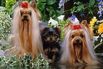 Domestic dog, Yorkshire Terrier, two adults and puppy with plants