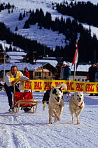 Domestic dog, competitor in sledge dog race, France