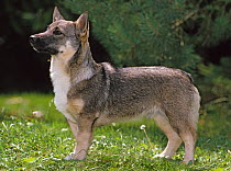 Domestic dog, Swedish Valhund / Swedish Cattle Dog, standing,