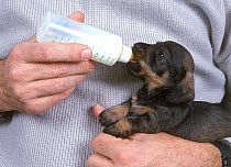Domestic dog, Wire-haired Standard Dachshund, puppy being bottle fed