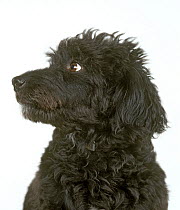 Domestic dog, Mongrel, studio portrait