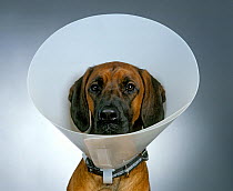 Dog at veterinary practice, wearing protective collar