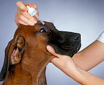 Dog at veterinary practice, receiving eye drops
