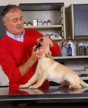 Dog at veterinary practice, having its mouth and teeth checked