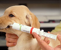 Dog at veterinary practice, puppy receiving medicine by syringe