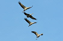 Four juvenile Common / Eurasian cranes (Grus grus) released by the Great Crane Project, identifiable by colour ring combinations as Clarence, Reg, Twinkle and Monty, with adult plumage developing at t...