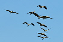 Flock of eleven juvenile Common / Eurasian cranes (Grus grus) released by the Great Crane Project, with adult plumage developing at ten months, approaching in flight, Somerset Levels and Moors, UK, Ma...