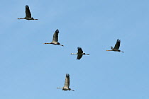 Five juvenile Common / Eurasian cranes (Grus grus) released by the Great Crane Project with adult plumage developing at ten months, in flight in morning light, Somerset Levels and Moors, UK, March 201...