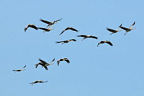 Flock of fourteen juvenile Common / Eurasian cranes (Grus grus) released by the Great Crane Project, with adult plumage developing at ten months, approaching in flight, Somerset Levels and Moors, UK,...