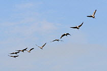 Nine juvenile Common / Eurasian cranes (Grus grus) with adult plumage developing at ten months, flying in line overhead, Somerset Levels and Moors, UK, March 2011.