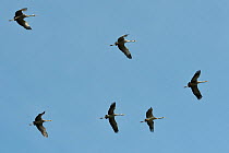 Six juvenile Common / Eurasian cranes (Grus grus) released by the Great Crane Project, with adult plumage developing at ten months, flying overhead, Somerset Levels and Moors, UK, March 2011.