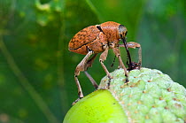 Acorn weevil (Curculio venosus) drilling hole into acorn prior to egg laying. Sequence 2 of 5. Captive, UK, August.