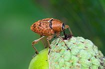 Acorn weevil (Curculio venosus) drilling hole into acorn prior to egg laying. Sequence 3 of 5. Captive, UK, August.