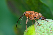 Acorn weevil (Curculio venosus) Laying egg into hole in acorn. Sequence 4 of 5. Captive, UK, August.