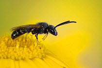 Solitary bee (Panurgus sp) On Corn Marigold, species often associated with yellow flowers, Hertfordshire, England, September