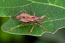 Tree Damsel Bug (Himacerus apterus) waiting on Oak leaf, Hertfordshire, England, August