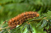 Caterpillar larva of Buff Ermine (Spilarctia luteum), the only British caterpillar to feed on Bracken, South Wales, UK, August