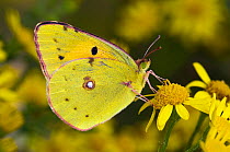 Clouded yellow butterfly (Colias crocea) perched on Ragwort flower. West Sussex, UK.