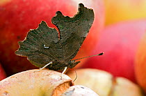 Comma butterfly (Polygonia c-album) feeding on rotting apples. West Sussex, UK, October.
