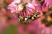 Cuckoo Bee (Epeolus cruciger) feeding on Heather flowers, Hampshire, England, July