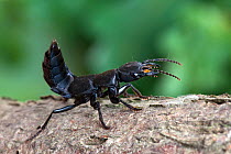 Devils coach horse beetle (Ocypus olens), with tail raised in defence posture. Captive, UK, August.