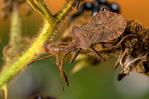 Dock / Squash bug (Coreus marginatus) on Blackberry. Hertfordshire, UK, September.