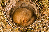 Dormouse (Muscardinus avellanarius) asleep in old Blackcap nest. Captive. UK, September.