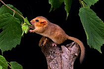 Dormouse (Muscardinus avellanarius) reaching for Hazel nut. Captive. UK, August.