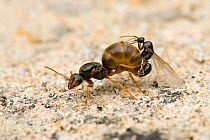Garden Ant (Lasius niger) female being mated by smaller black male. Hertfordshire, UK, August.