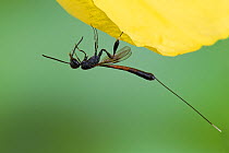 Wasp (Gasteruption jaculator) female cleaning antennae, Captive, UK, August