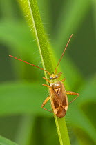 Common Green Capsid Bug (Lygocoris pabulinus) On grass stem, Captive, UK, July