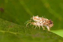 Green Lacewing (Chrysopa perla) larva feeding on aphid, while carrying detritus as camouflage. Captive. UK, September.