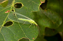 Green lacewing (Chrysopa perla) adult on Oak leaf. Hertfordshire, UK, September.