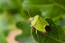 Green Shield Bug (Palomena prasina) on Oak leaf. Hertfordshire, UK, August.