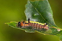 Grey Dagger (Acronicta psi) caterpillar spinning silk on Oak leaf ready to pupate. Hertfordshire, UK, July.