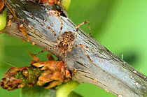 Harvestman (Opiliones) on Oak twig. Captive. UK, July.